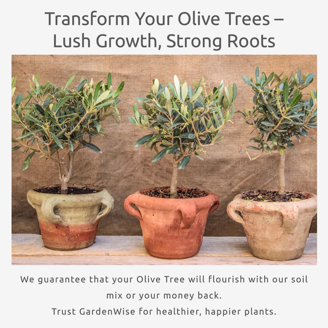 GARDENWISE olivo en maceta interior mostrando crecimiento saludable