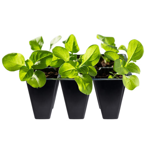 Gardzen bandeja en uso plantando semillas para inicio controlado