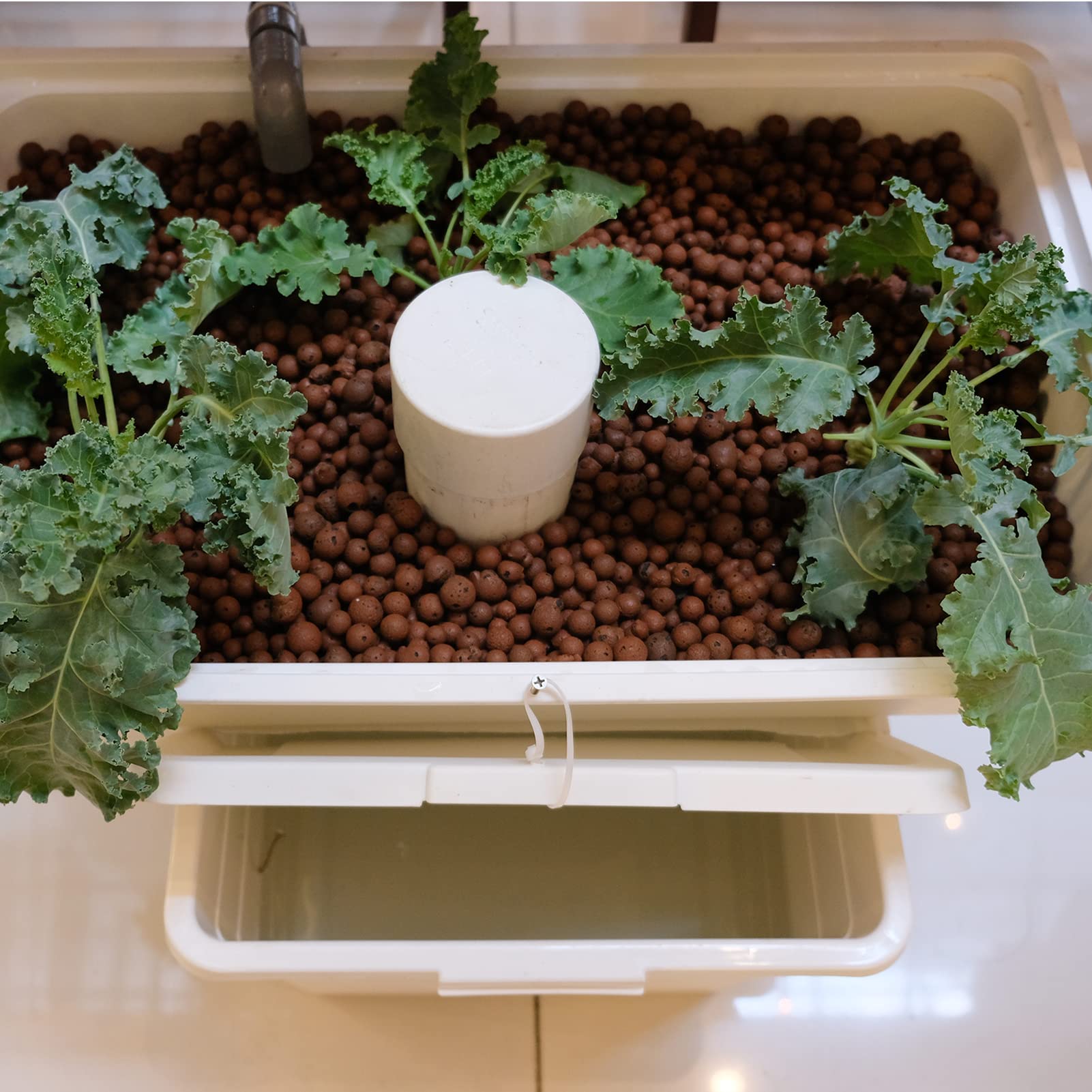 GASPRO LECA en maceta con orquídea, soporte estable y drenaje eficaz