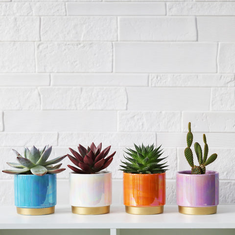 Gepege conjunto de cuatro macetas mostrando variedad y armonía decorativa