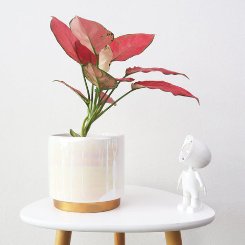 Gepege empaque listo para regalo, presentación cuidada y práctica