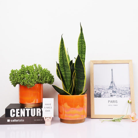 Gepege maceta de 6 pulgadas con planta, ideal para raíces más profundas