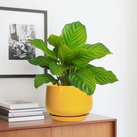 G EPGardening maceta con planta en un salón destacando color y estilo decorativo