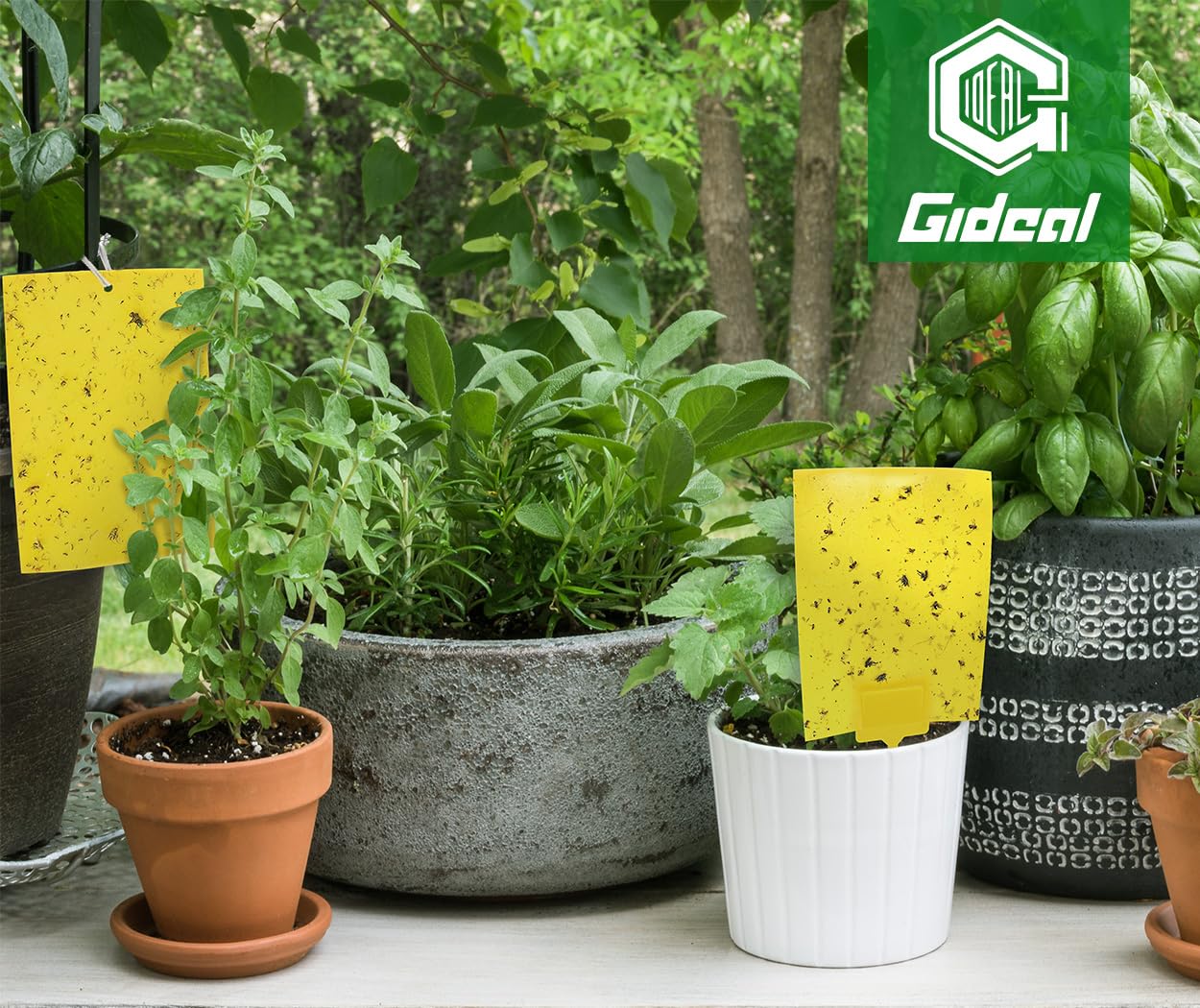 Gideal trampa con insectos atrapados demostrando captura de moscas blancas y trips