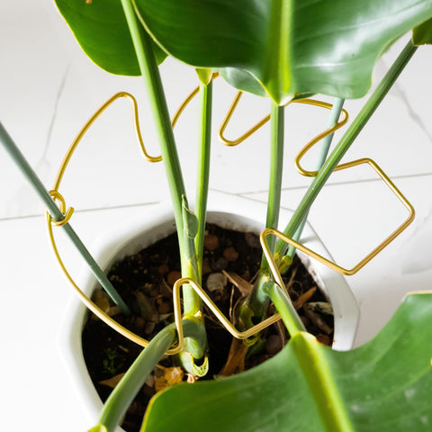 Goooxim escena de sala con planta soportada, beneficio: estética y orden vegetal