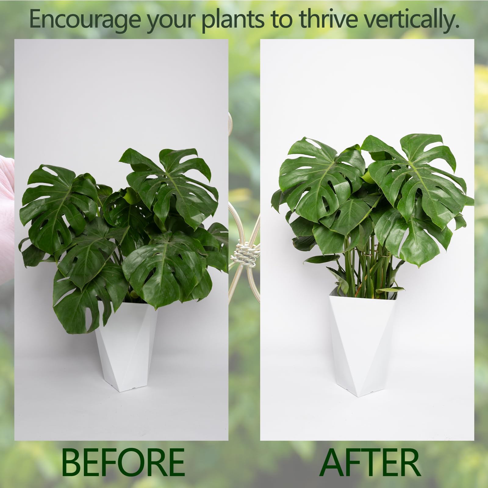 Goooxim soporte en uso sujetando tallo de Monstera para evitar quiebres