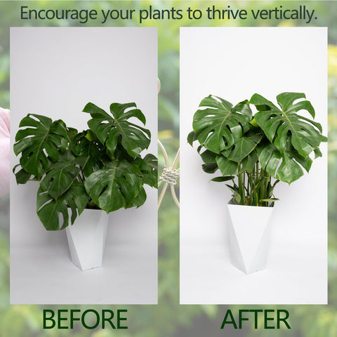 Goooxim soporte en uso sujetando tallo de Monstera para evitar quiebres
