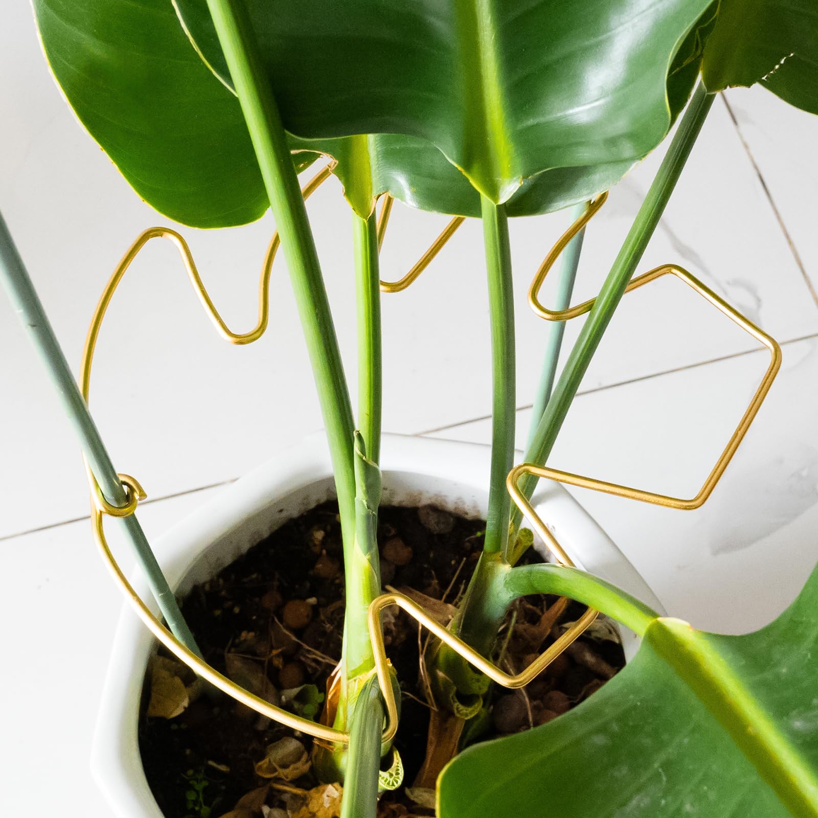 Goooxim soporte fijando la planta y mejorando la estética del follaje