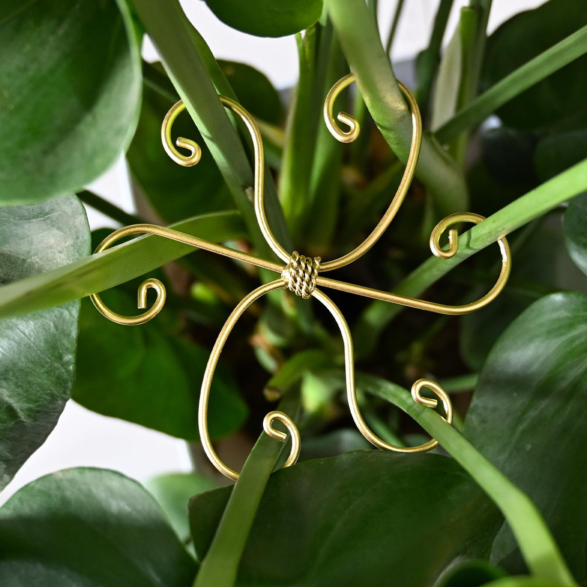 GOOOXIM paquete frontal de soportes Monstera, solución estética y firme