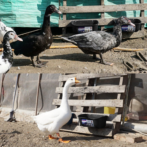 Goovilla ambientación en corral con comedero colgante y aspecto ordenado