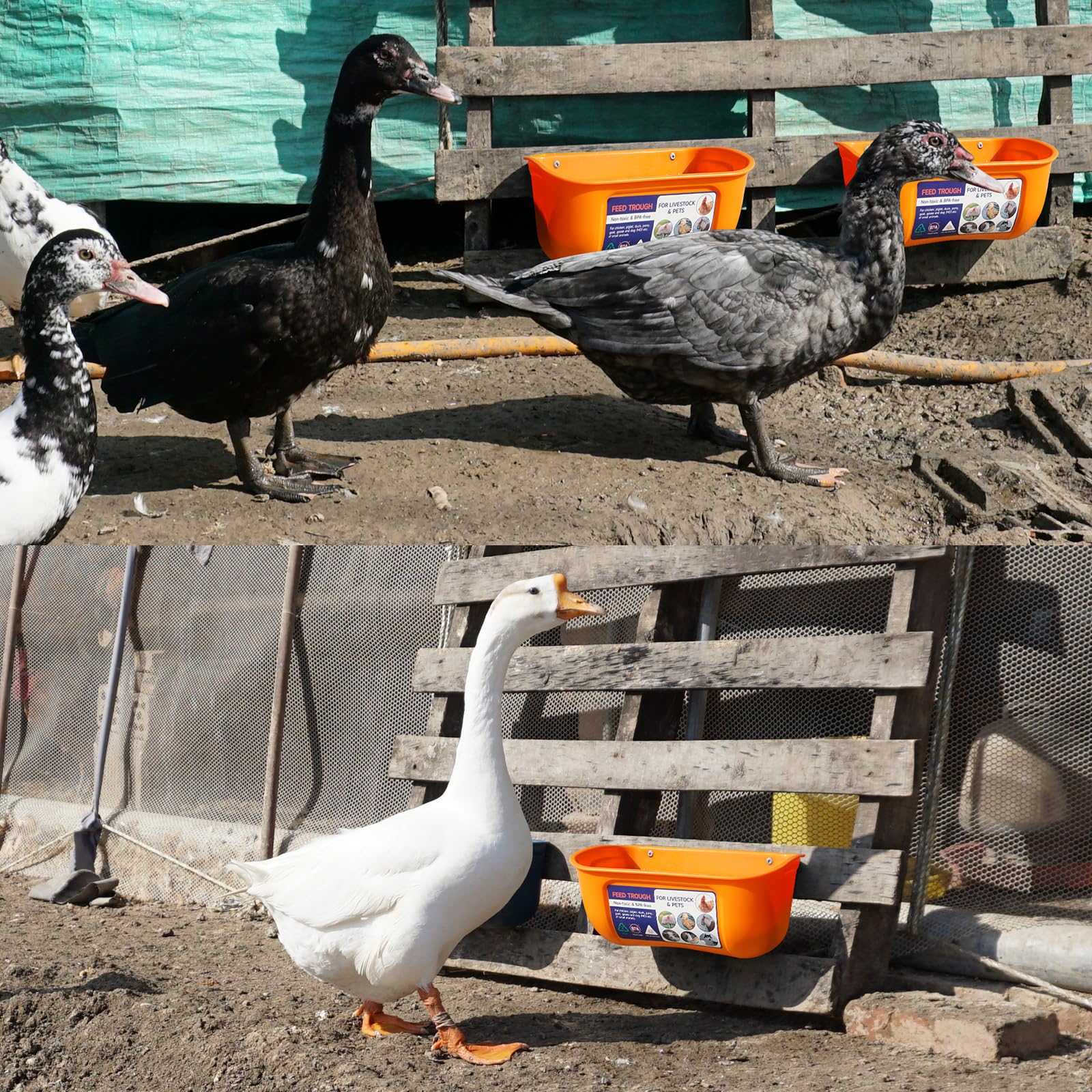 Goovilla en gallinero mostrando orden y alimentación grupal eficiente