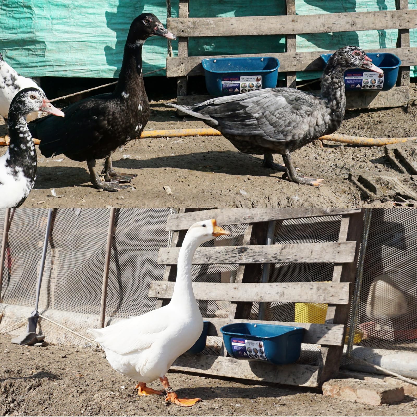 Goovilla comedero en corral con aves y pequeños animales comiendo