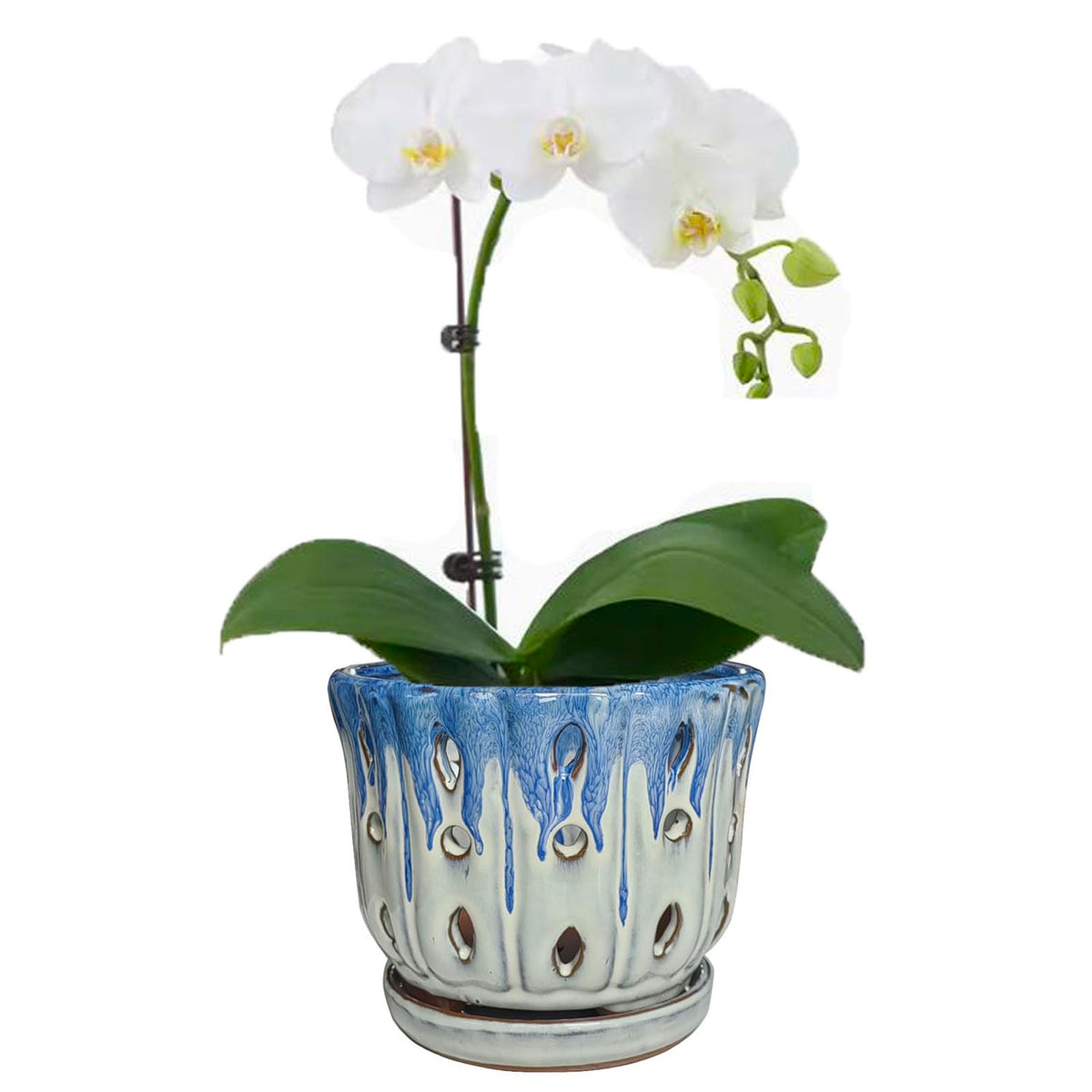 Grdthzey maceta frontal azul y blanco mostrando diseño elegante y funcionalidad