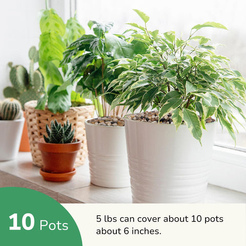 GreatBuddy guijarros en acuario limpios tras enjuague, seguros para peces