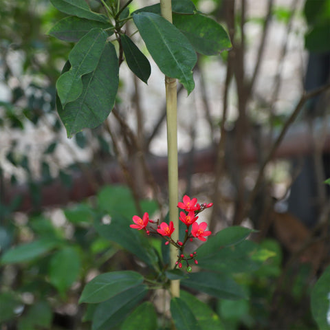 Groovboo comparación con mano que muestra longitud de 6FT para plantas altas