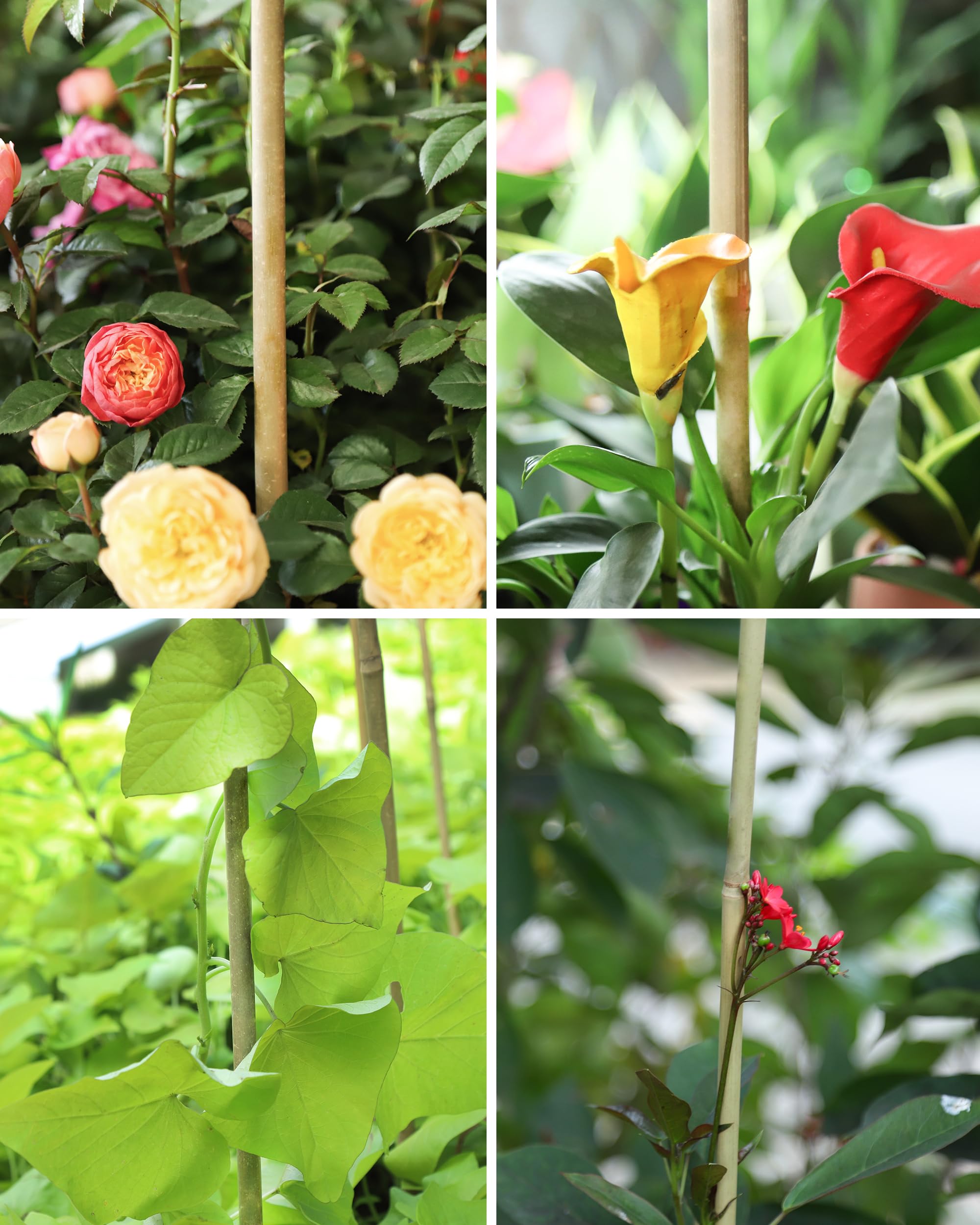 Groovboo escena de jardinería mostrando estética y funcionalidad