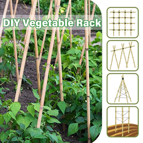 Groovboo estacas usadas en plantas de tomate para crecimiento vertical