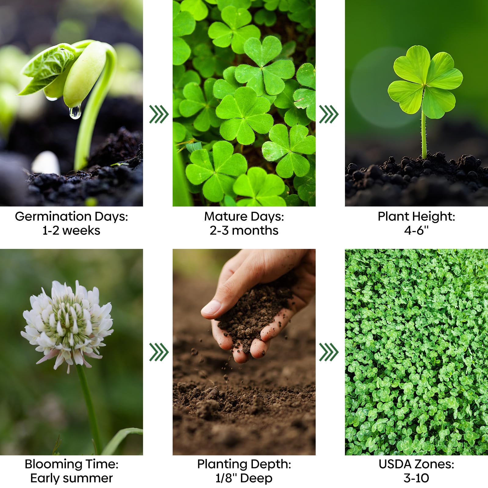 Groundio flores blancas atrayendo abejas y promoviendo biodiversidad