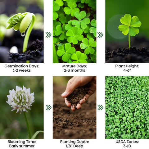 Groundio flores blancas atrayendo abejas y promoviendo biodiversidad
