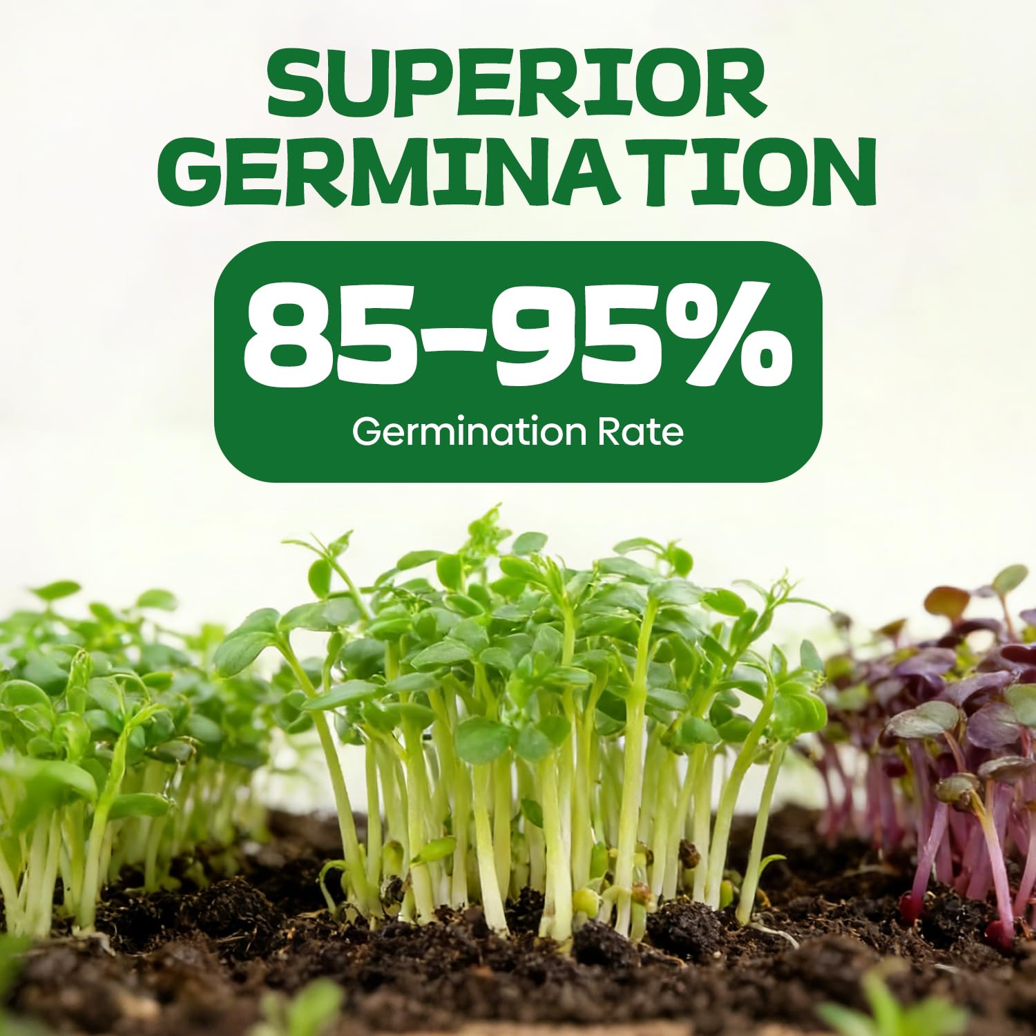 Groundio semillas plantadas en maceta interior mostrando crecimiento fácil