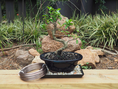 Grow A Bonsai Tree alambre en uso sujetando una rama, aporta soporte sin dañar