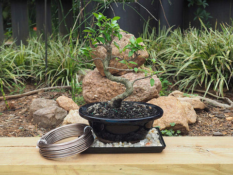 Grow A Bonsai Tree alambre en uso sujetando una rama para dar forma segura