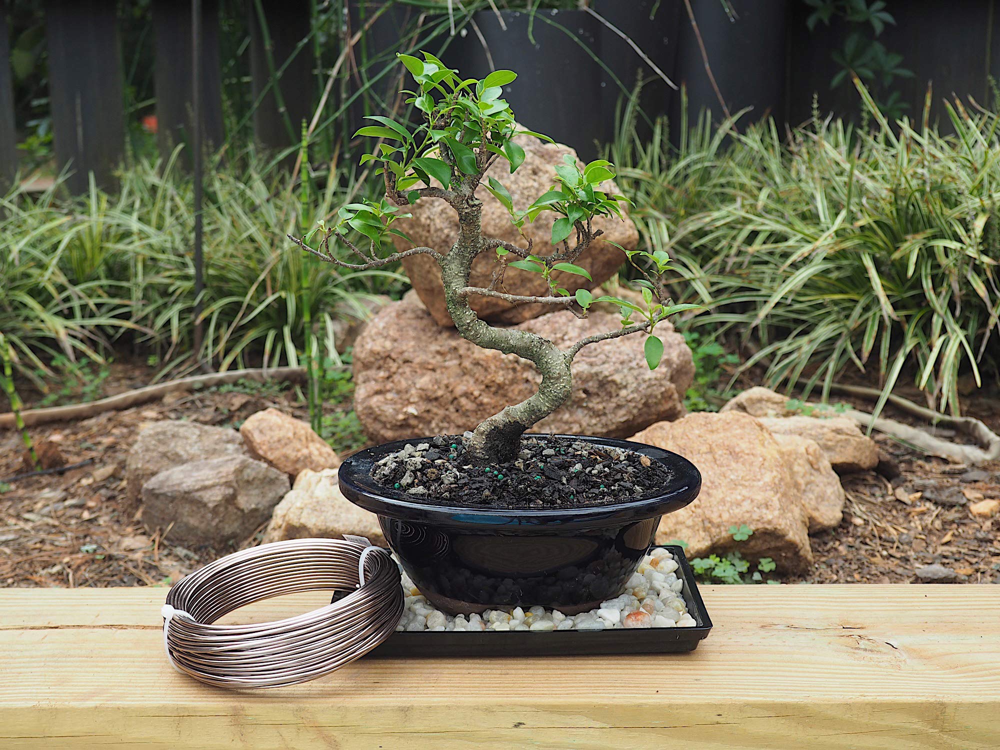 Grow A Bonsai Tree alambre en uso en rama, facilita modelado preciso