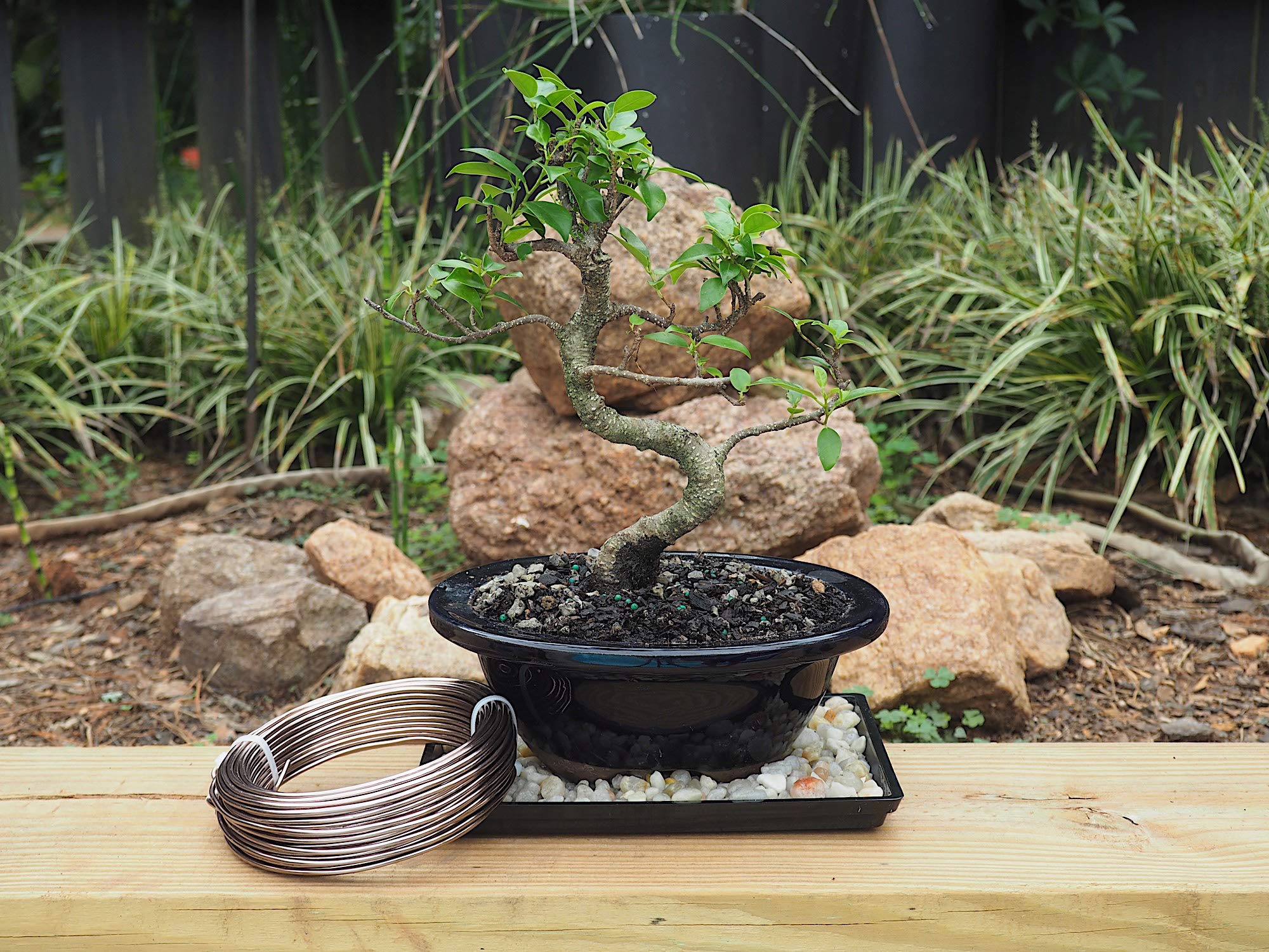 Grow A Bonsai Tree alambre en uso modelando rama con control