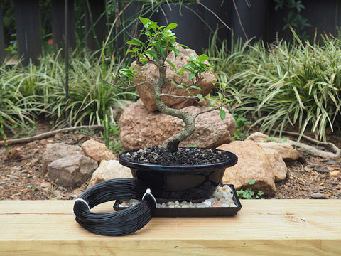 Grow A Bonsai Tree alambre en uso en rama fina, beneficio: facilita modelado preciso