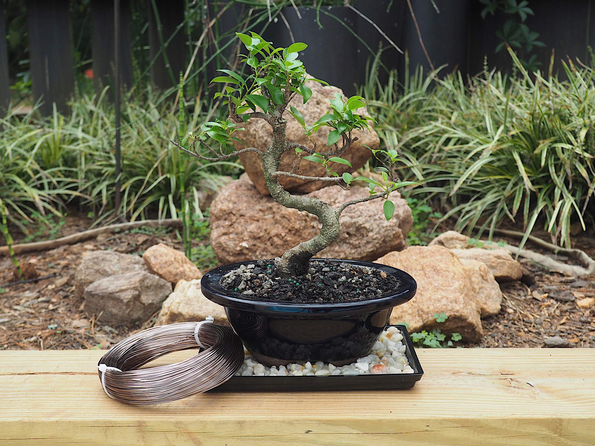 Grow A Bonsai Tree alambre en uso modelando rama con facilidad y control