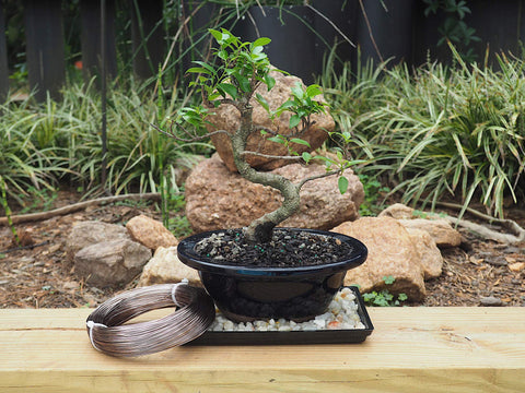 Grow A Bonsai Tree alambre en uso modelando rama con facilidad y control