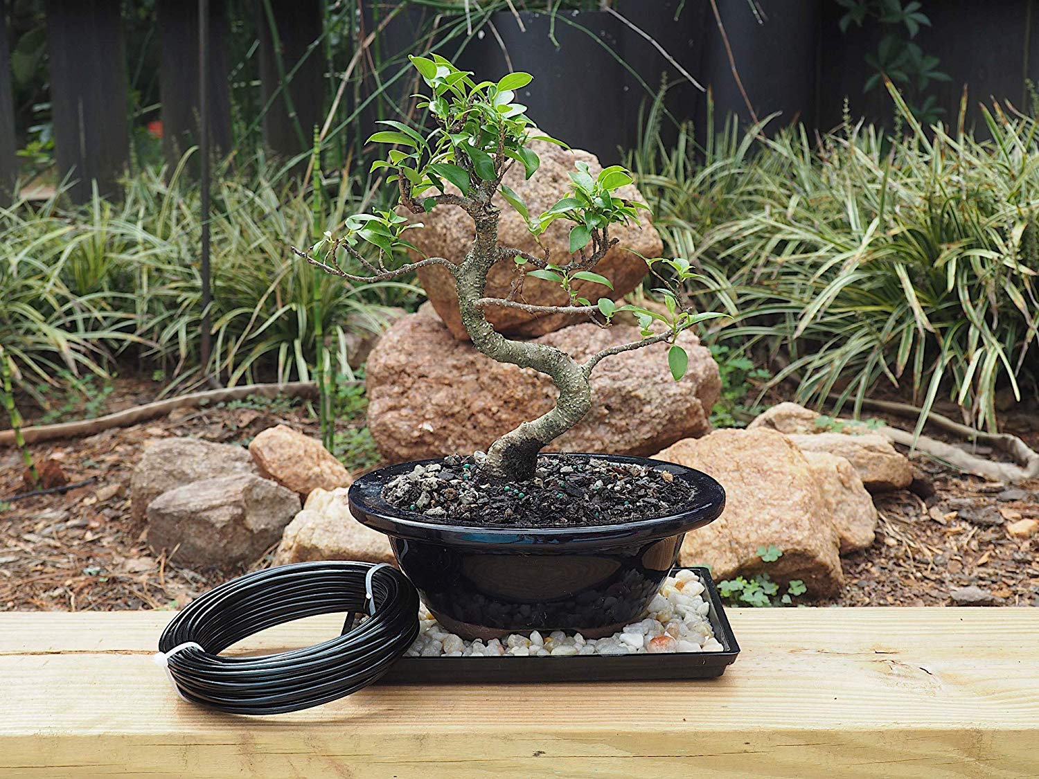 Grow A Bonsai Tree alambre en rama sosteniendo forma para modelado