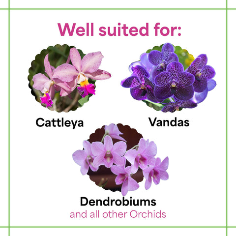 Grow More aplicando solución nutritiva en orquídea para floraciones vigorosas