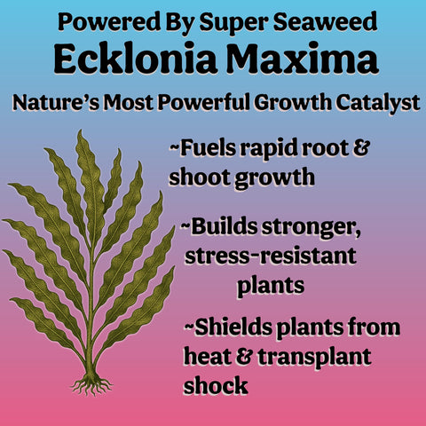 Grow Queen botella junto a una regla mostrando tamaño y rendimiento de 8 oz