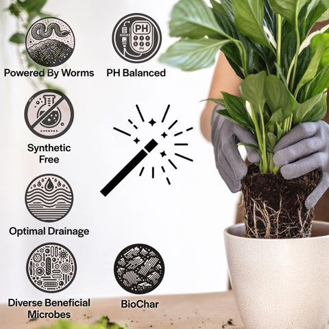Grow Queen mezcla en maceta con Monstera favoreciendo raíces sanas