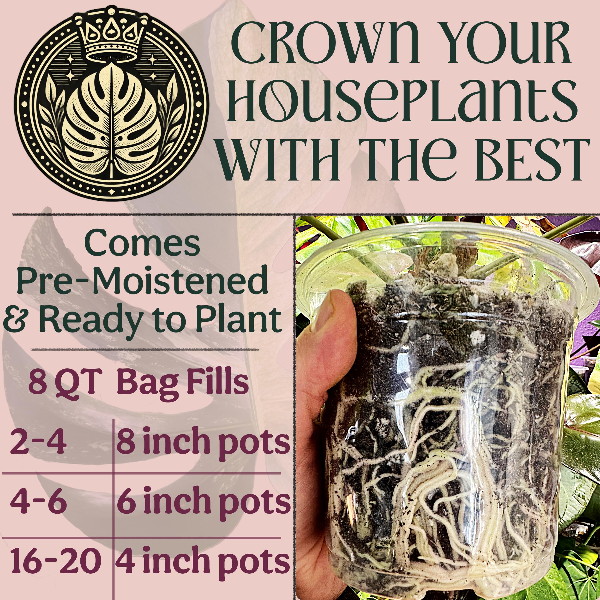 Grow Queen uso en maceta con Monstera demostrando saludable crecimiento