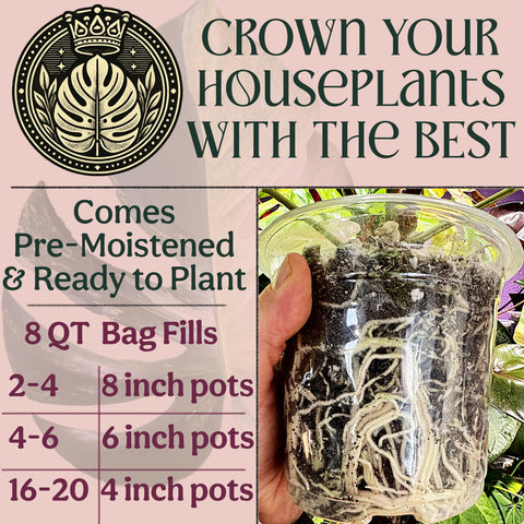 Grow Queen uso en maceta con Monstera demostrando saludable crecimiento