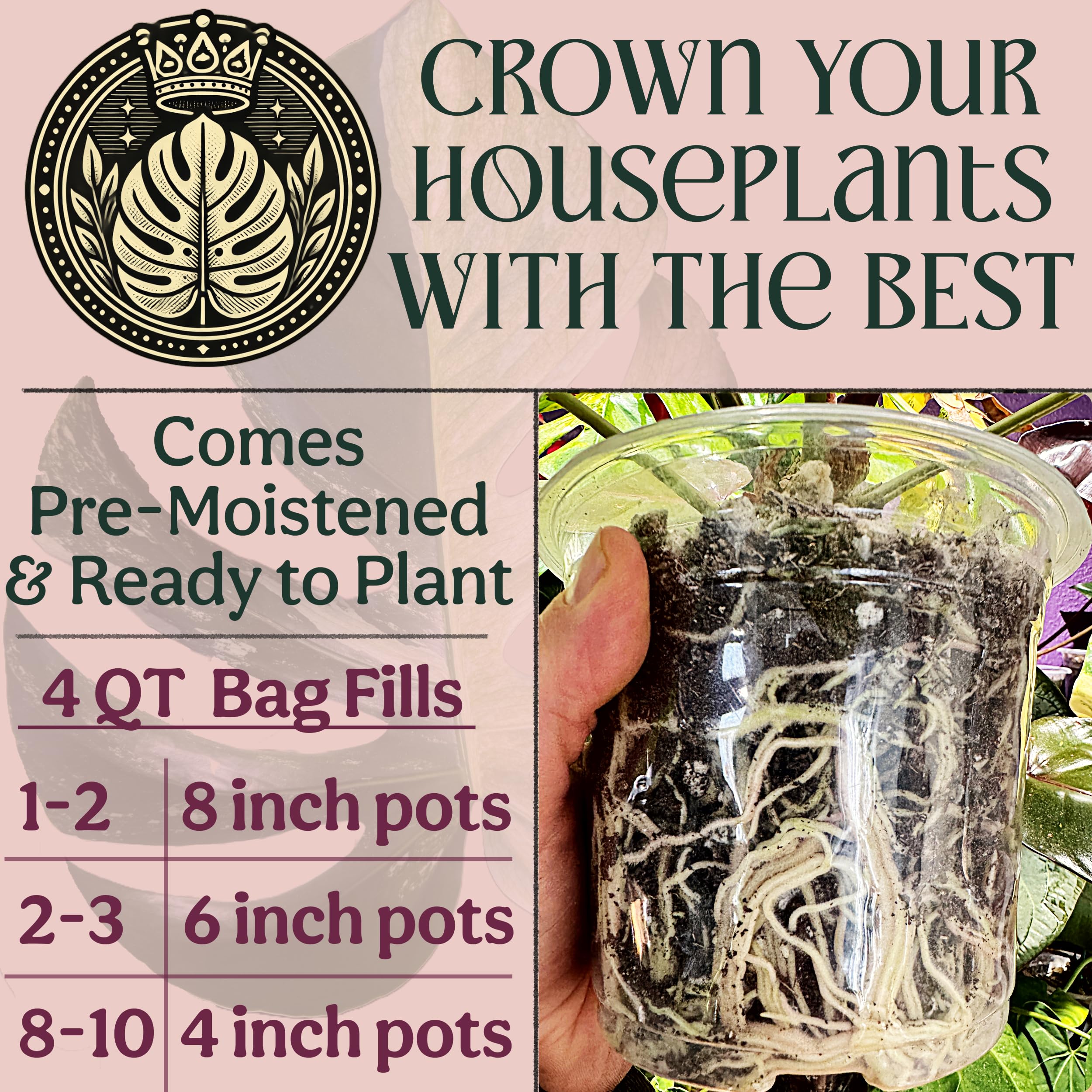 Grow Queen raíces de planta trasplantada salud radicular visible