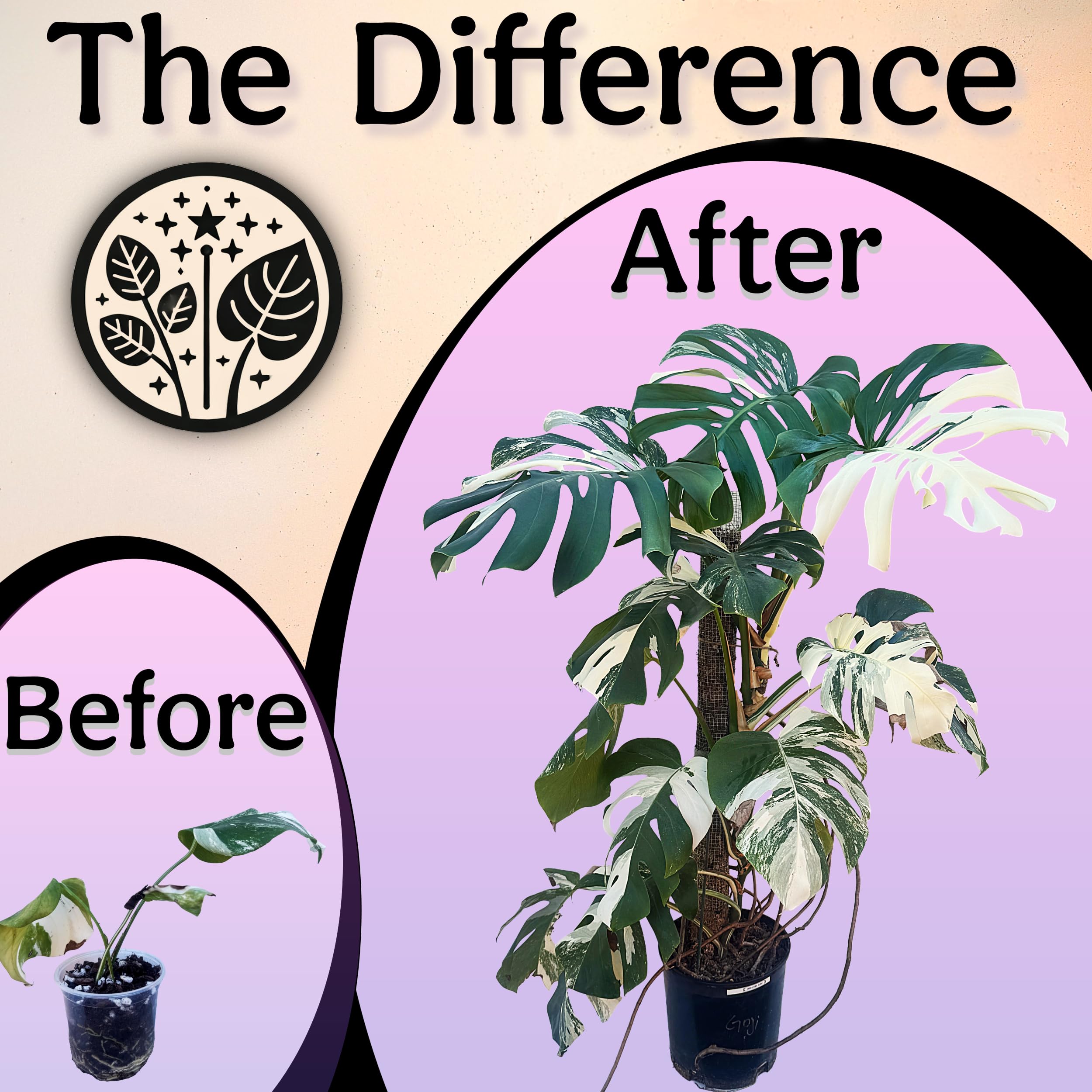 Grow Queen raíces densas tras uso, beneficio de crecimiento radicular