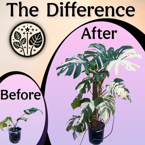 Grow Queen raíces densas tras uso, beneficio de crecimiento radicular