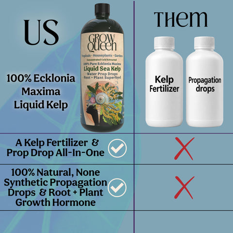 Grow Queen gota del líquido kelp concentrado, textura clara para mezclas rápidas