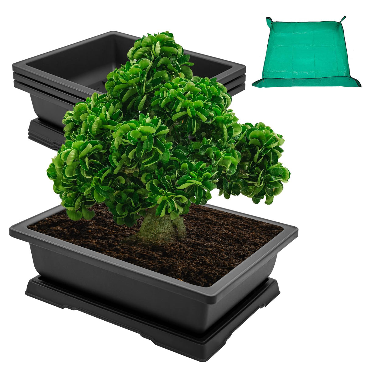 GROWNEER vista frontal de la maceta rectangular robusta, ideal para entrenar bonsái