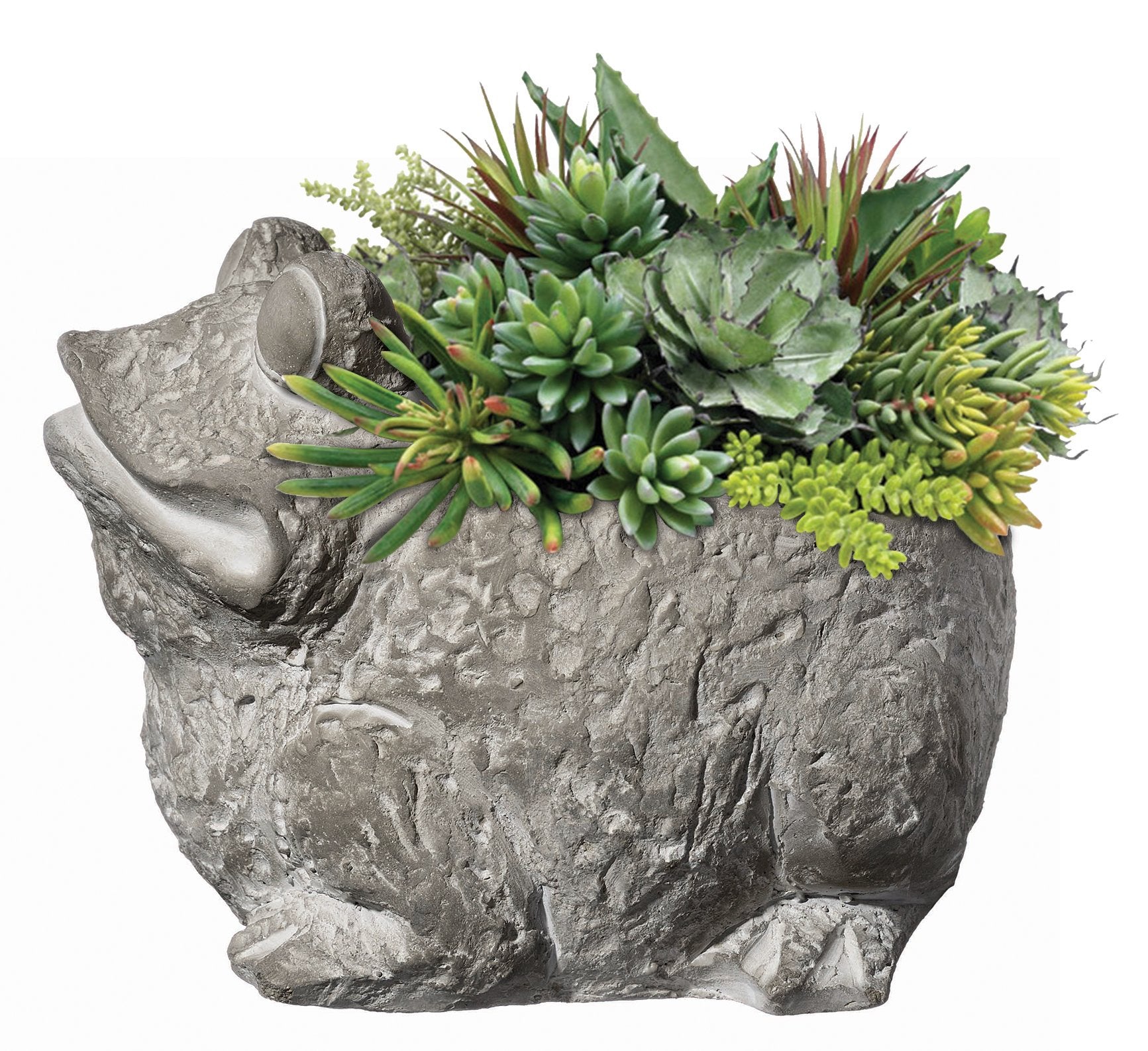 GROWSCAPE maceta en escritorio con suculenta, añade encanto decorativo