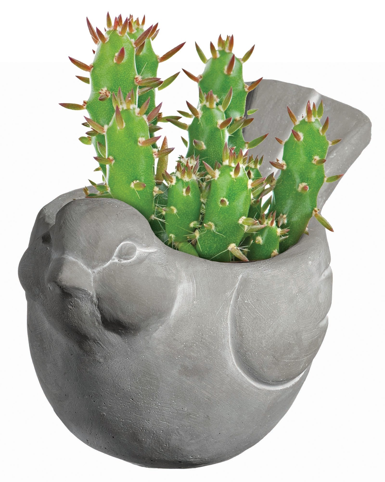 GROWSCAPE maceta con suculenta en escritorio para decoración funcional