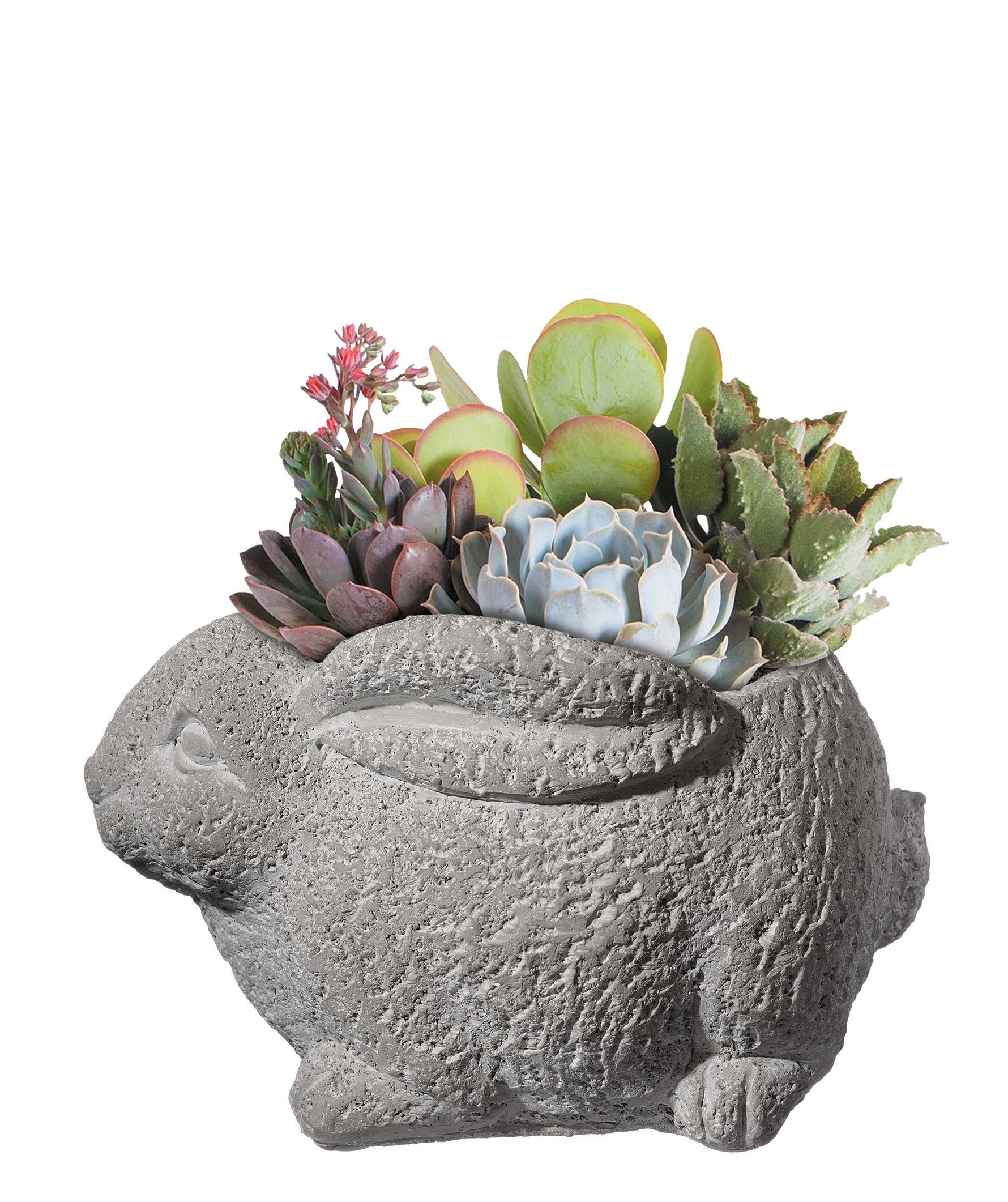 GROWSCAPE maceta en escritorio con suculenta que decora espacios pequeños