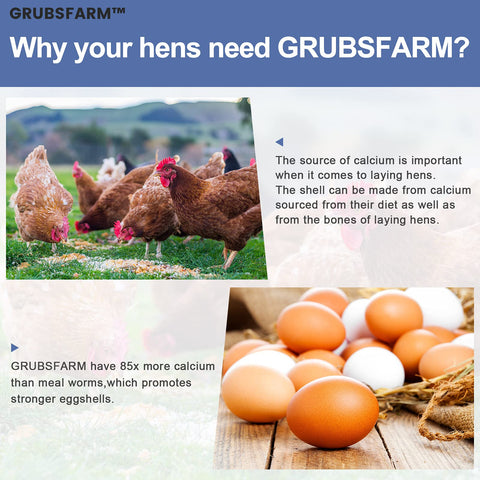GRUBSFARM comparación de tamaño en mano para ver proporción y práctica ración