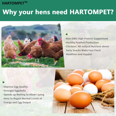 GRUBSFARM larvas en comedero con gallinas disfrutando como snack