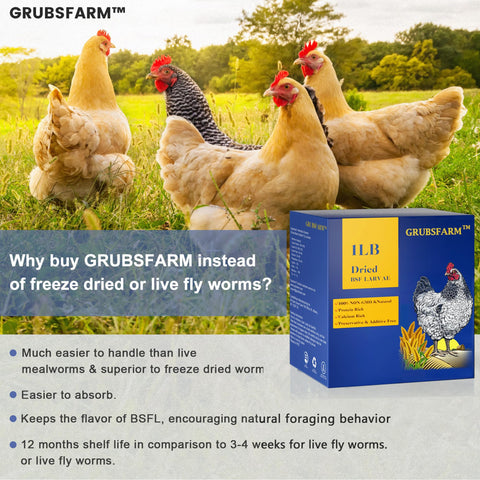 GRUBSFARM larvas en un bol siendo servidas a gallinas como snack nutritivo