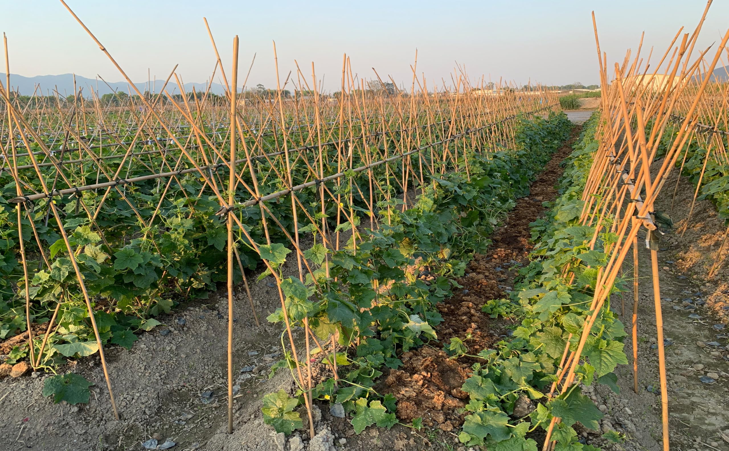 GUANGYE estacas en maceta sosteniendo planta y mejorando forma
