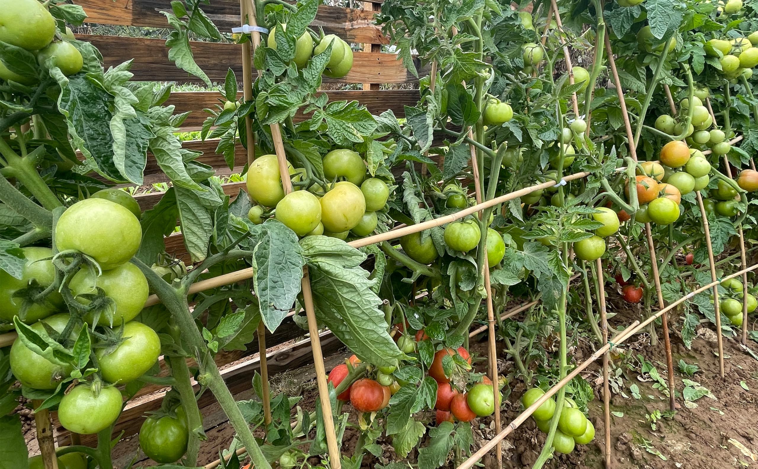GUANGYE enrejado de bambú sosteniendo vides y optimizando cultivo